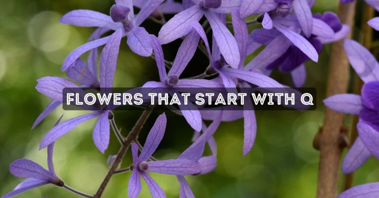 Flowers That Start With Q