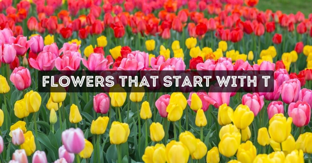 Flowers That Start With T