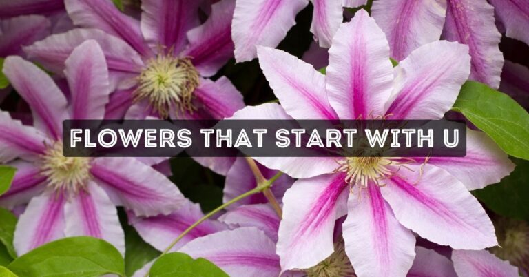 Flowers That Start With U