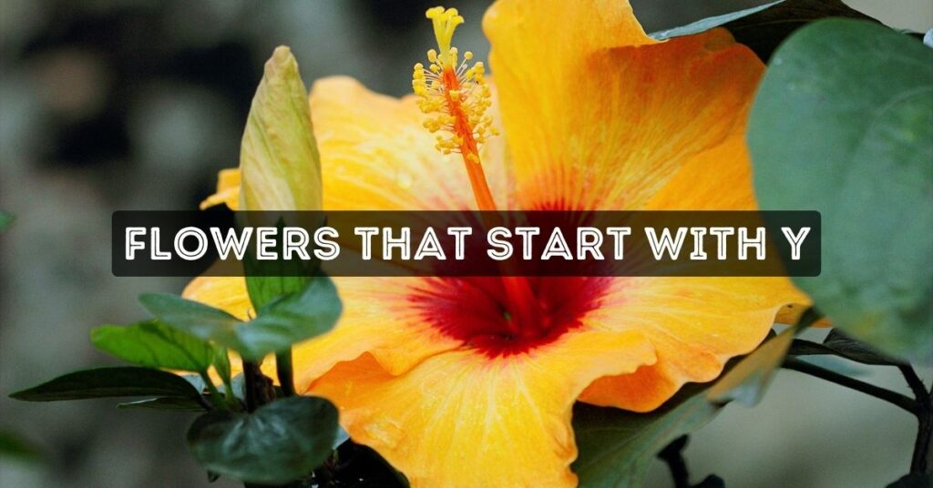 Flowers That Start With Y