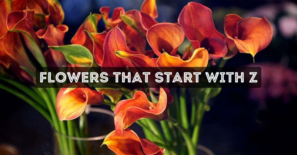 Flowers That Start With Z