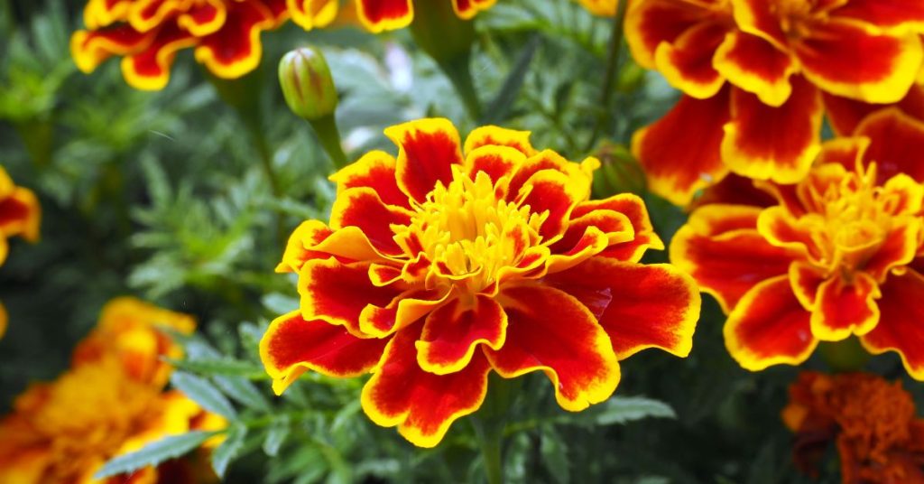 French Marigold