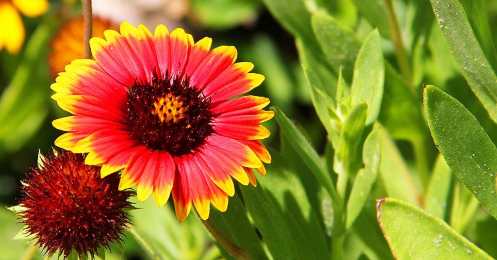 Gaillardia