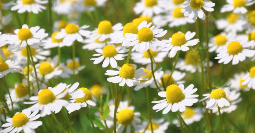 Golden Chamomile