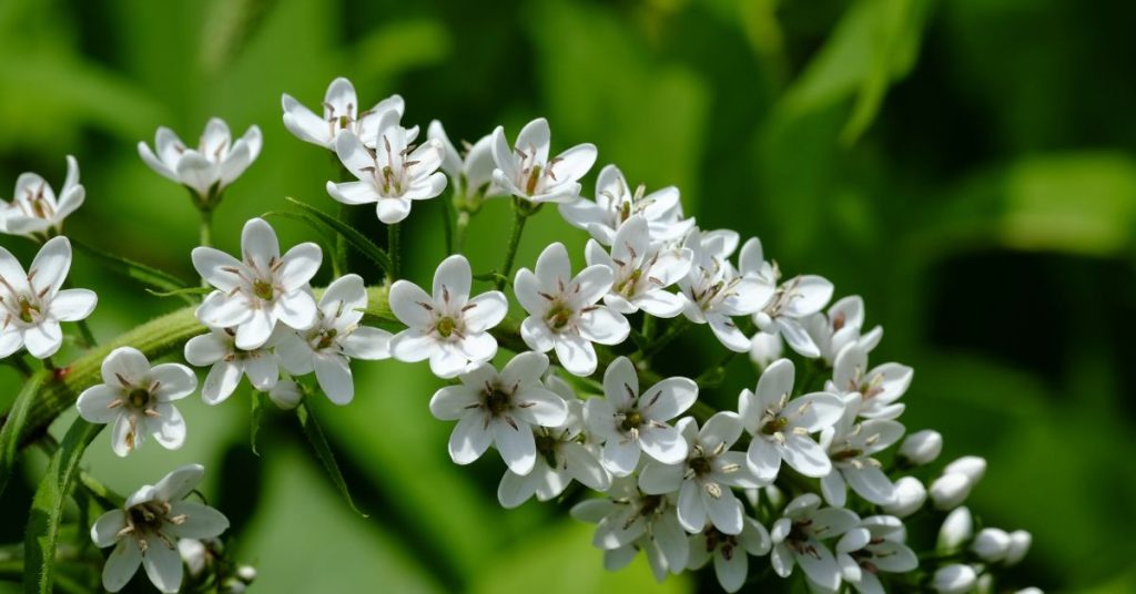 Gooseneck Loosestrife
