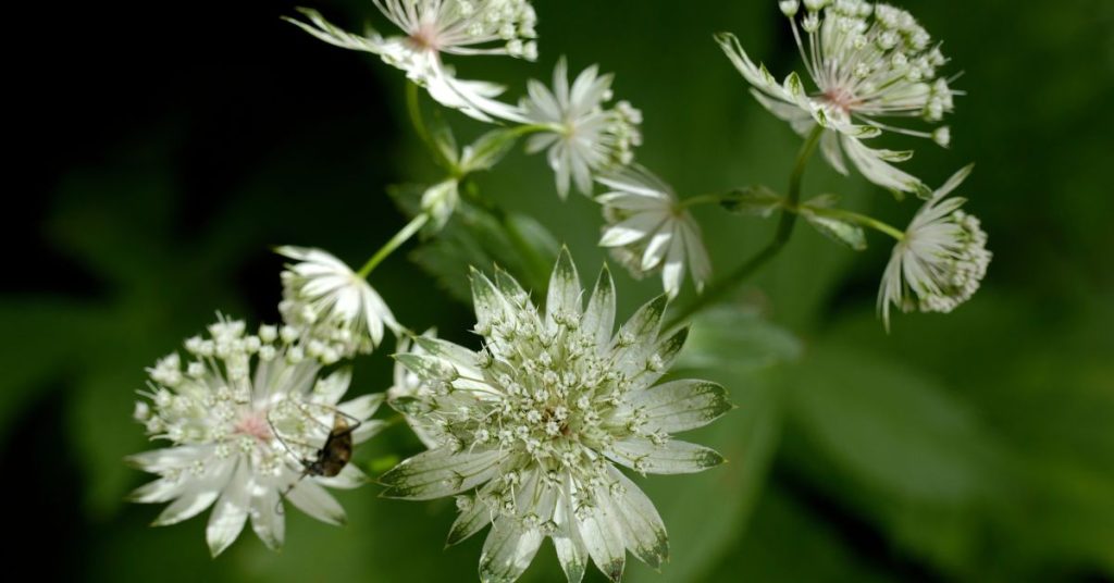Greater Masterwort