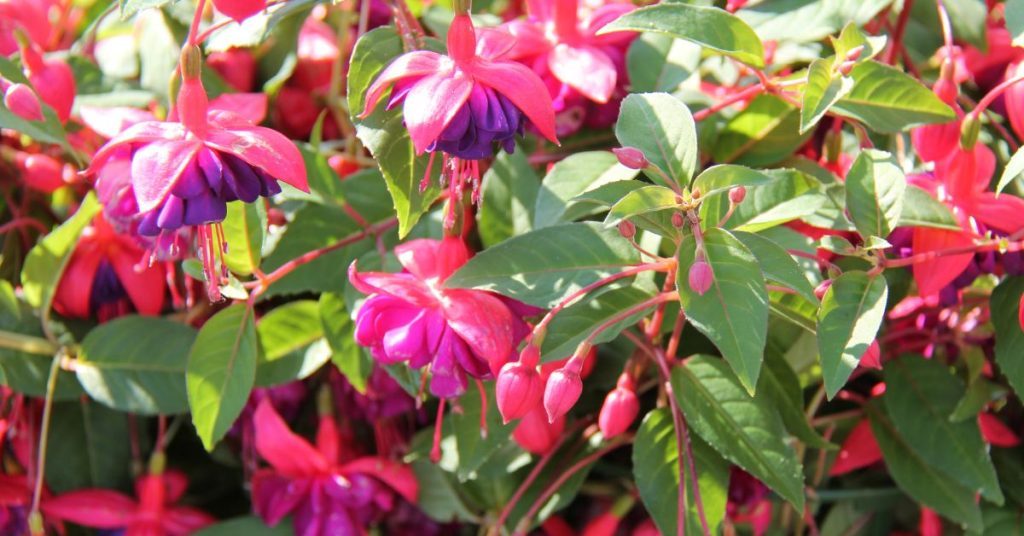 Hardy Fuchsia