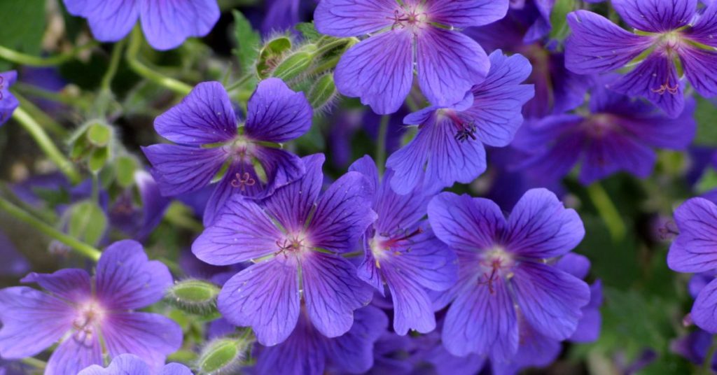 Hardy Geranium
