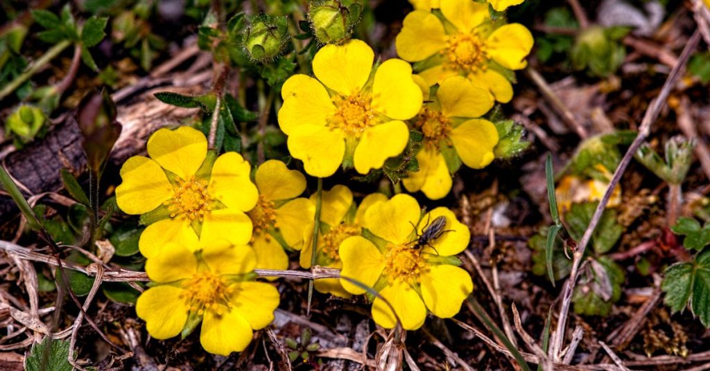 Helianthemum