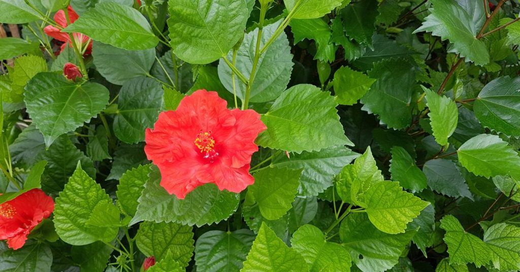 Hibiscus Rosa-Sinensis