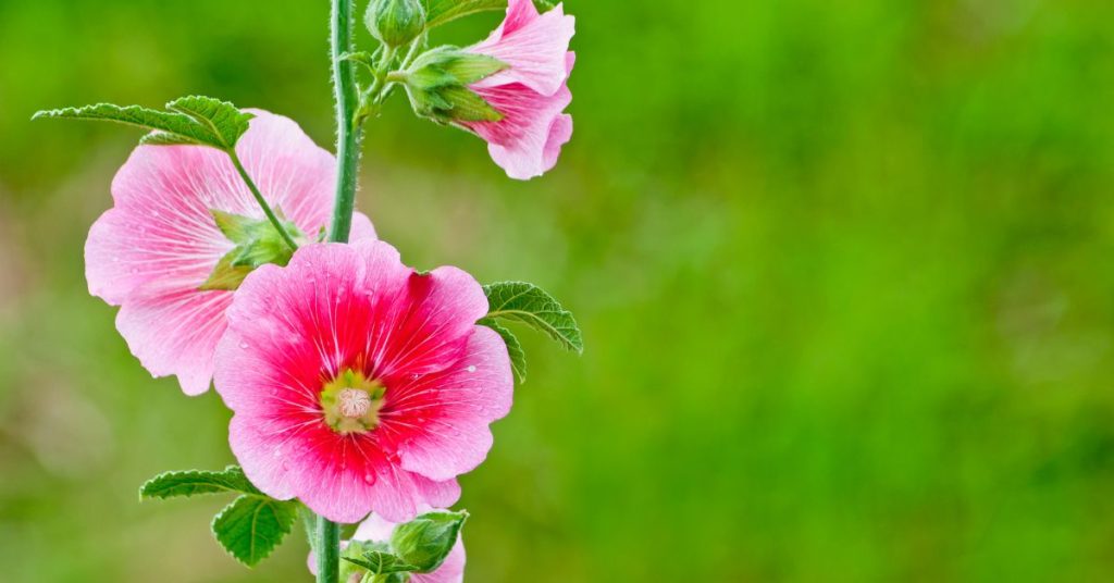 Hollyhock