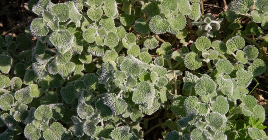 Horehound