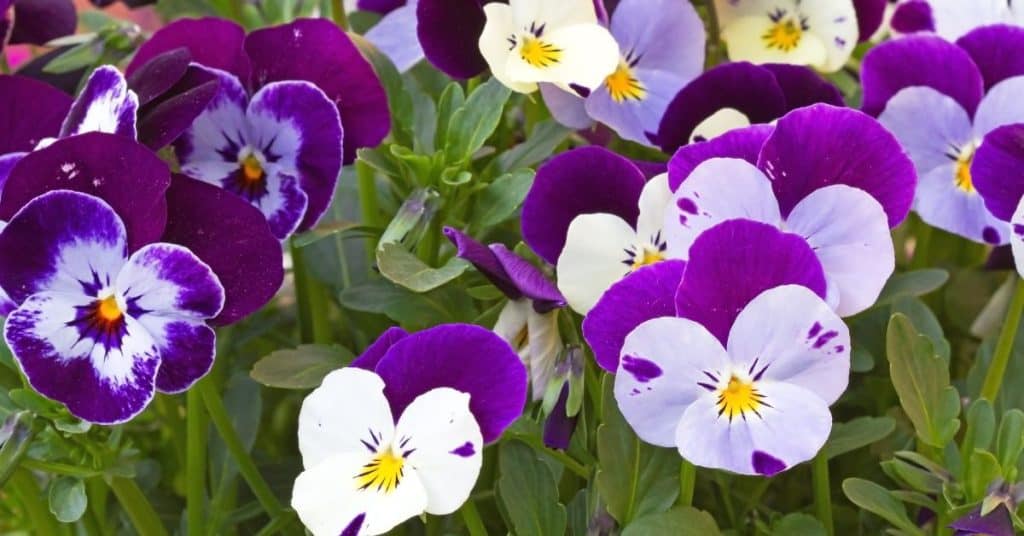 Horned Violet