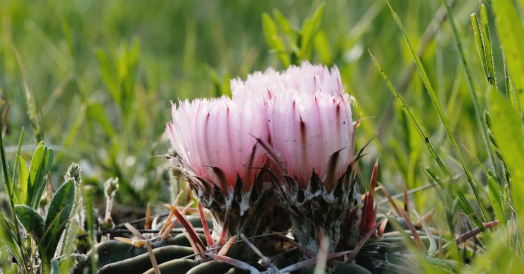Horse Crippler Cactus