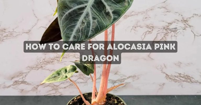 How to Care for Alocasia Pink Dragon
