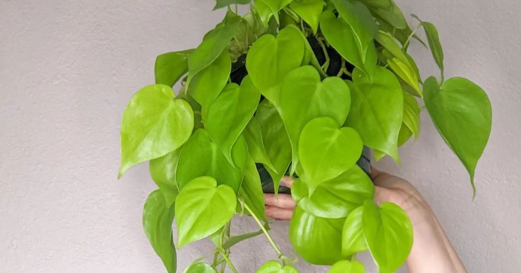 How to Care for Philodendron Lemon Lime