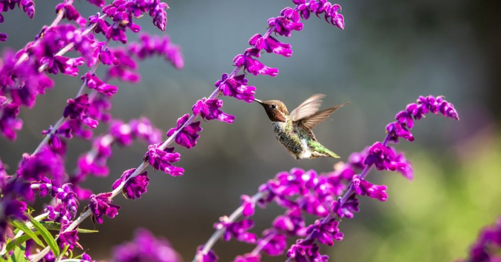 Hummingbird’s Mint
