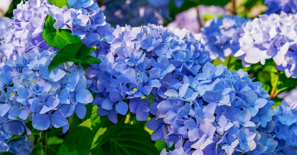 Hydrangea