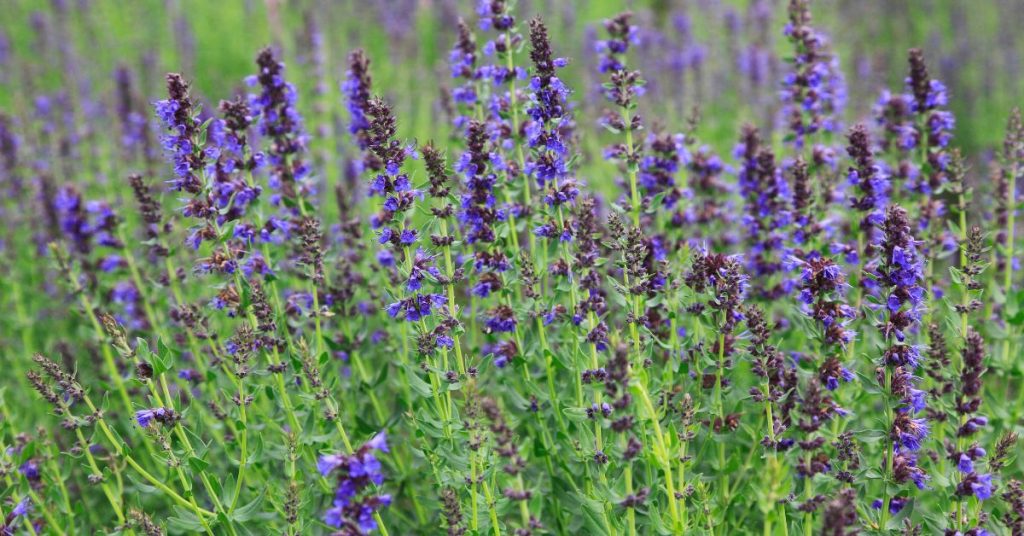 Hyssop