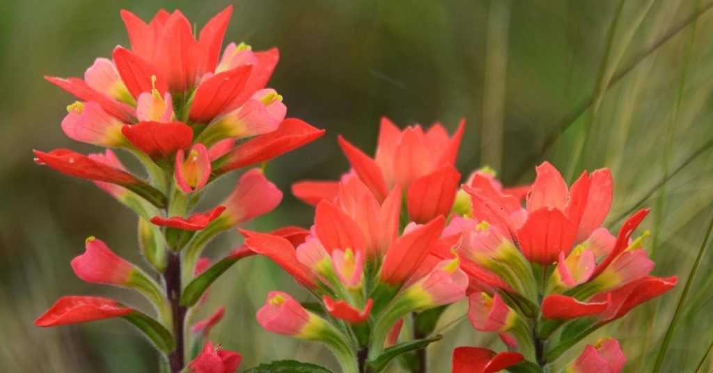 Indian paintbrush