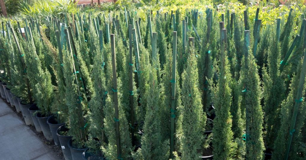 Italian Cypress