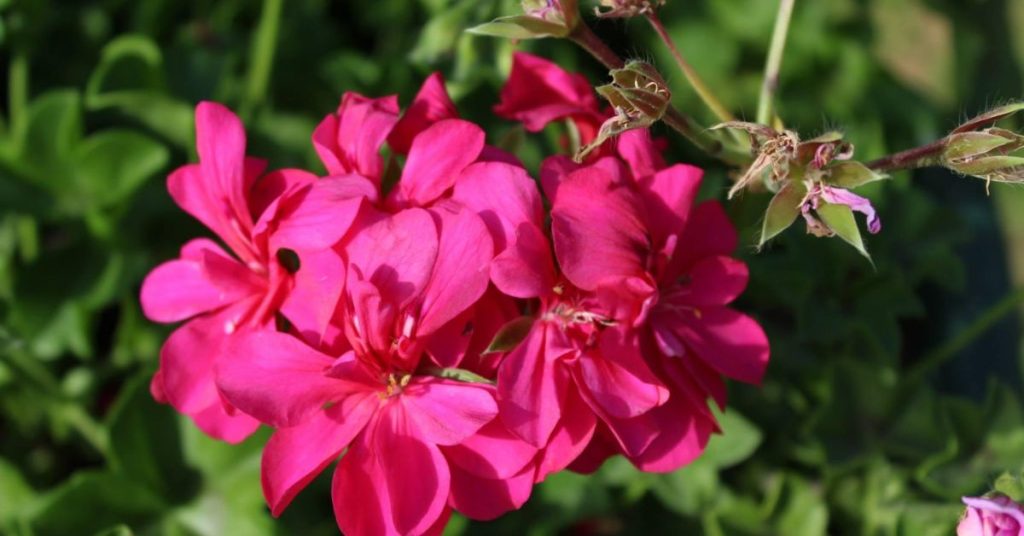 Ivy Geranium