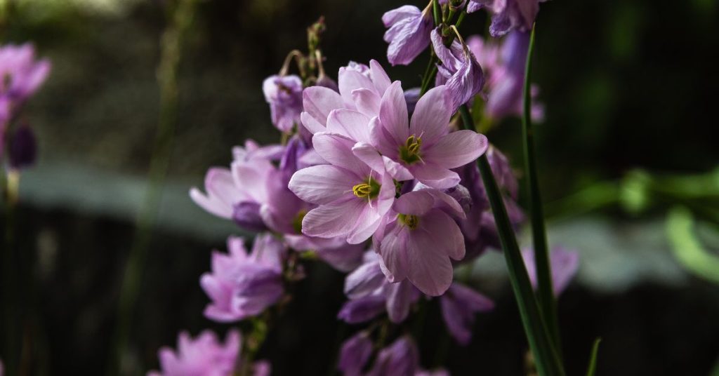 Ixia