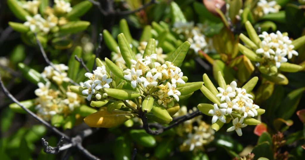 Japanese Pittosporum