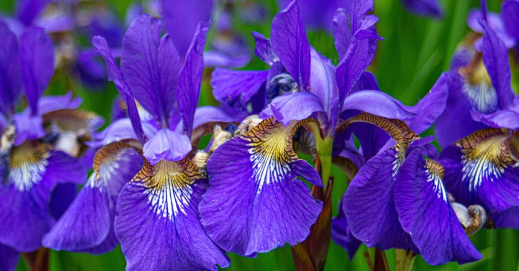 Japanese Water Iris