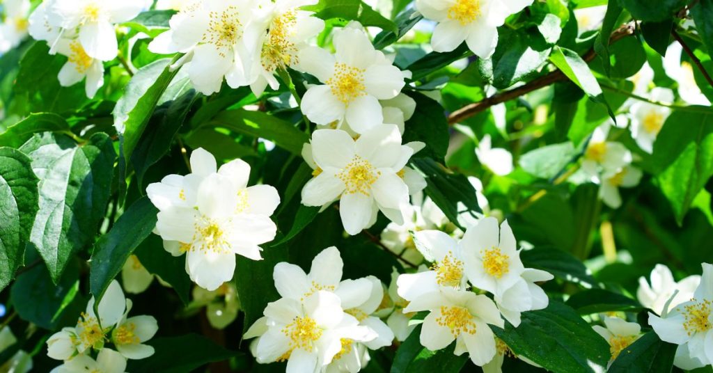 Jasmine