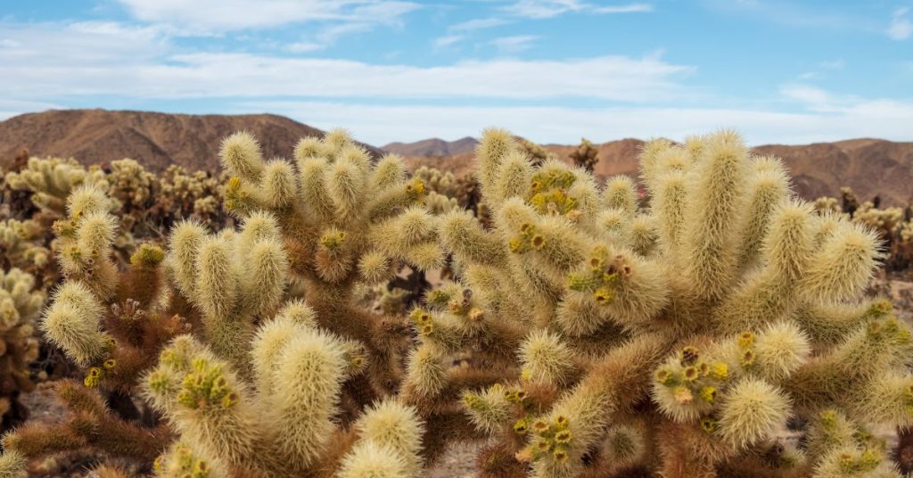 Jumping Cholla