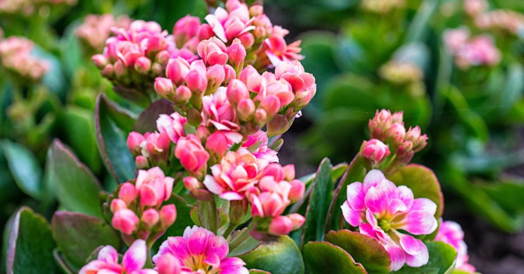 Kalanchoe