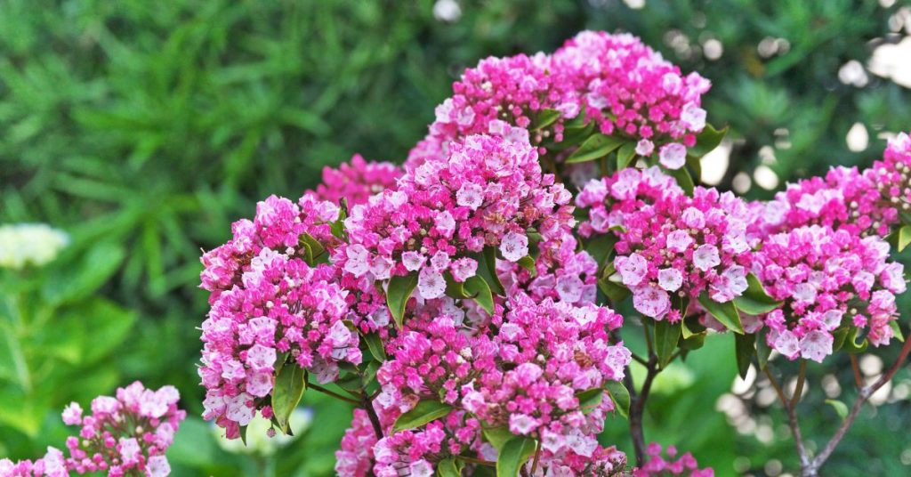 Kalmia