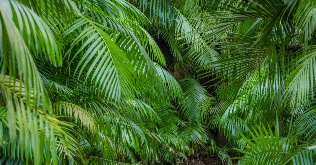 Kentia Palm