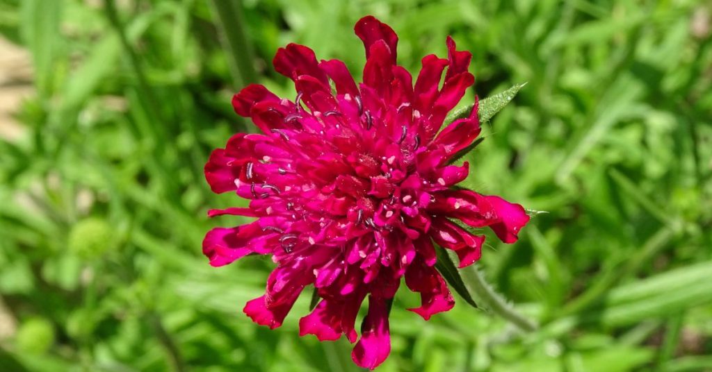 Knautia Macedonica