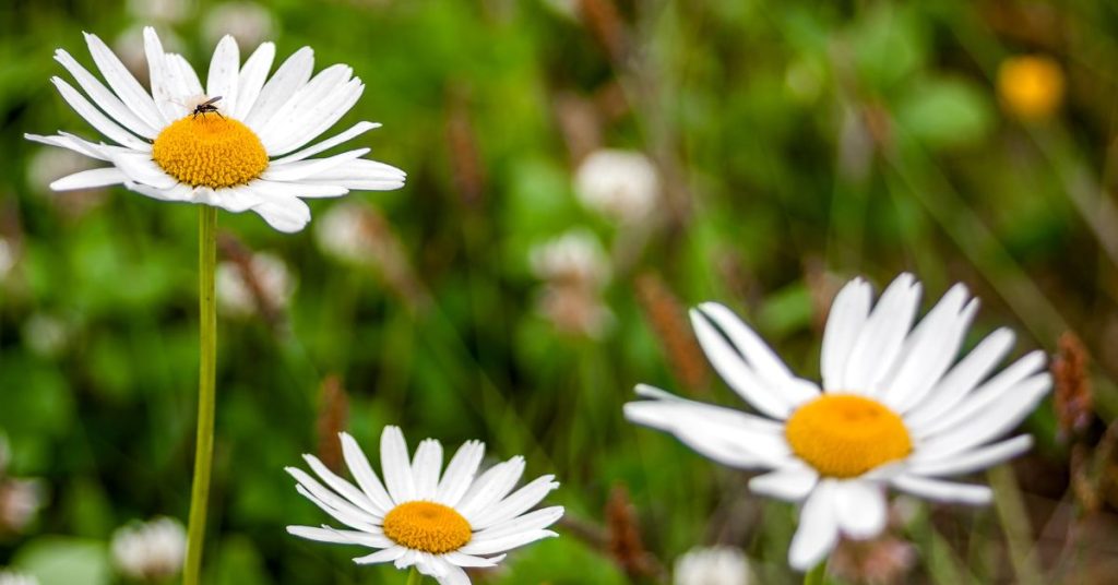 Marguerite Daisy