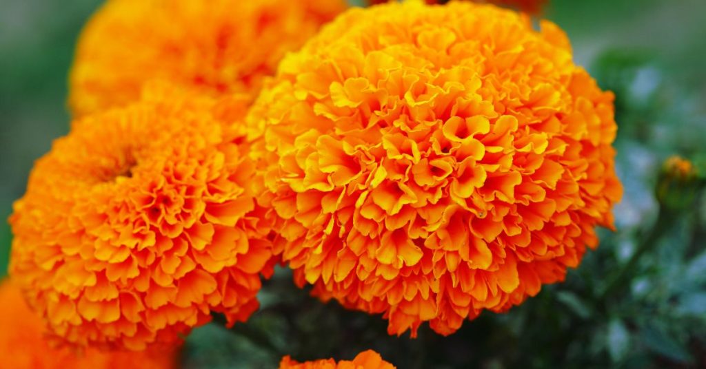 Marigold