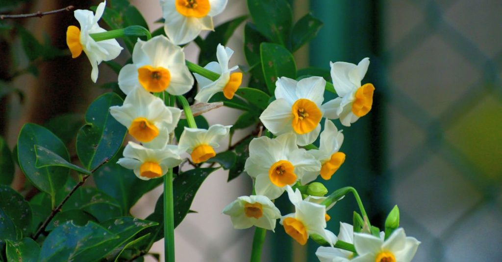 Narcissus