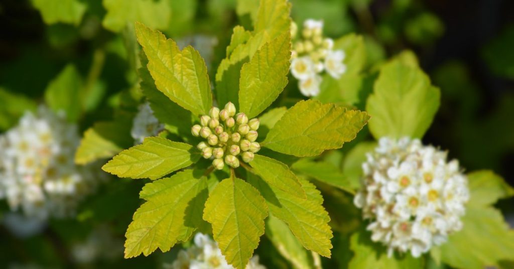 Ninebark