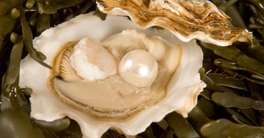 Ocean pearls