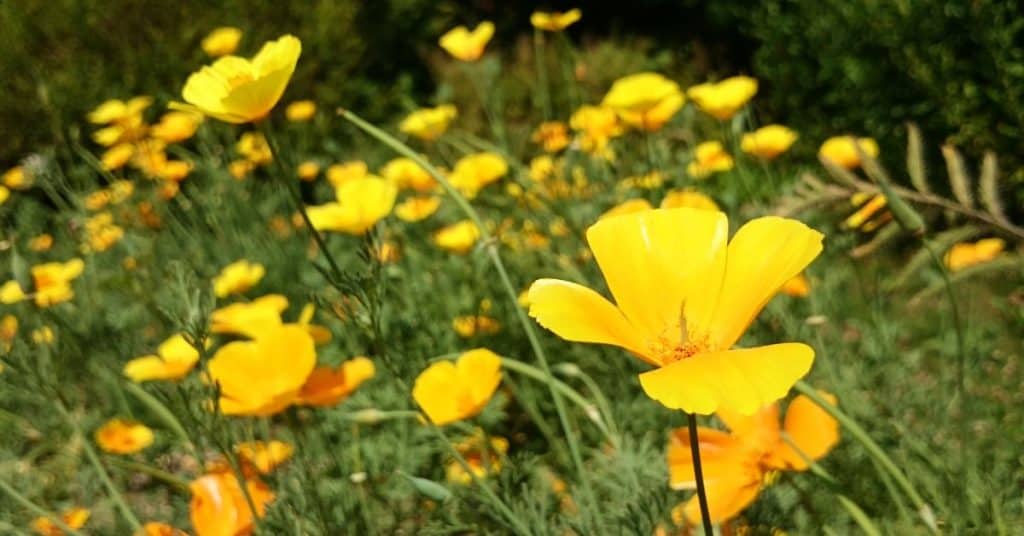 Papaver Alpinum