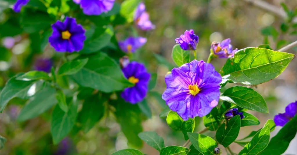 Paraguay Nightshade