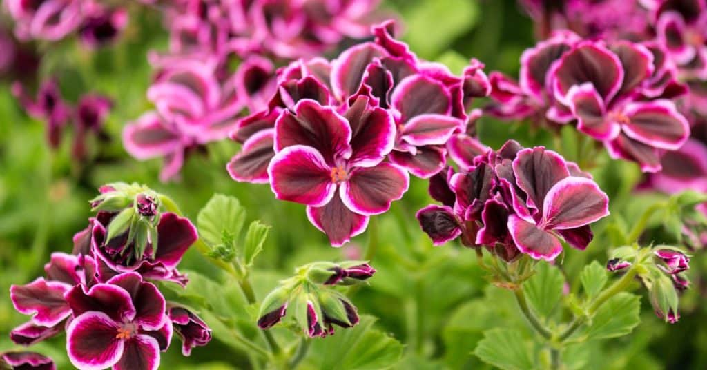 Pelargonium