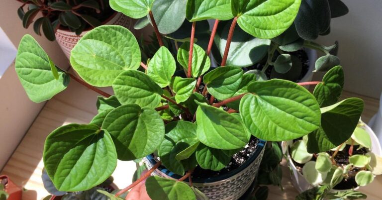 Peperomia Rana Verde
