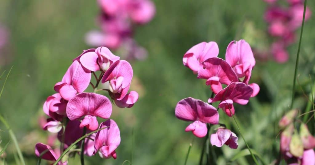 Perennial Pea