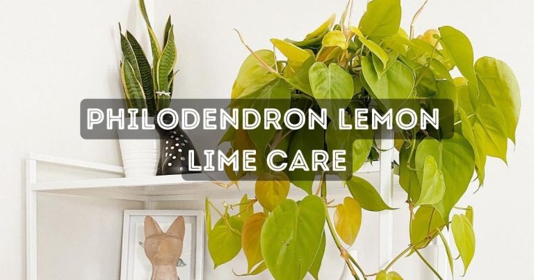 Philodendron Lemon Lime Care