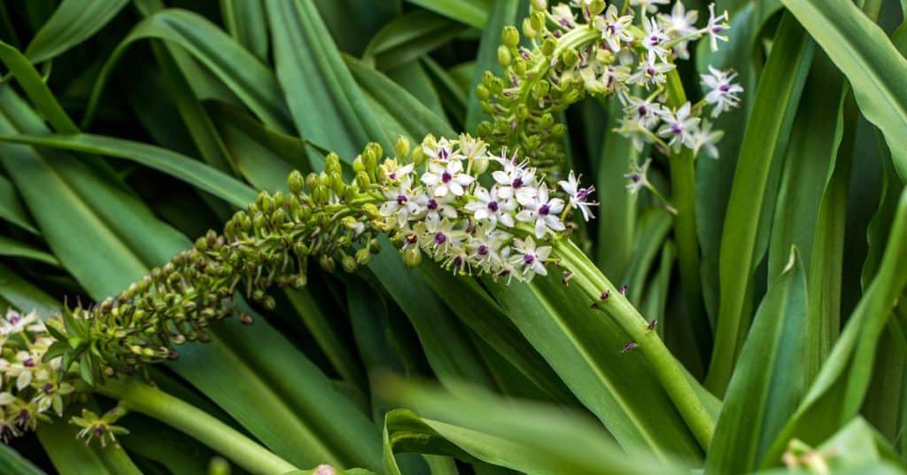 Pineapple Lily