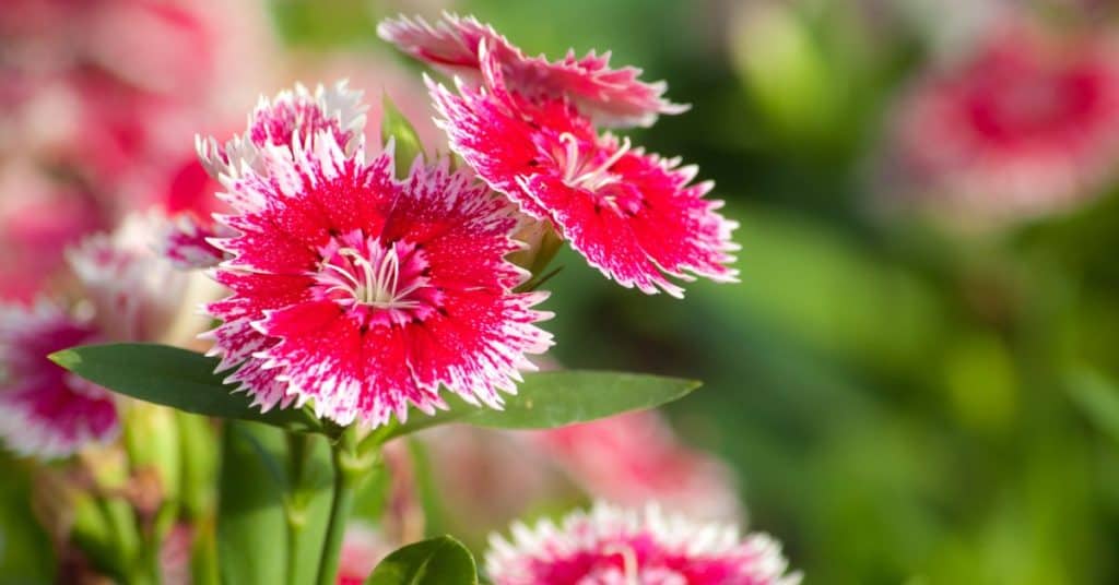Pink Dianthus
