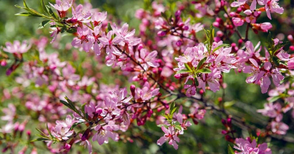Pink Flowering Almond Shrub