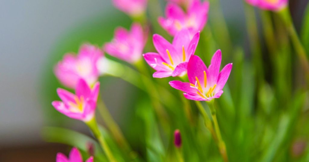 Rain Lily